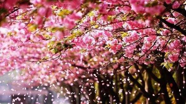 莺歌尽力了!米切尔与戈贝尔同心协力,最终湖人惨败爵士|星空·综合体育(图2) 星空综合