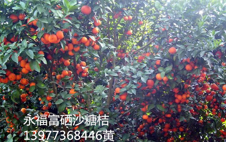 安吉遭遇轻度心脏病-星空·综合体育(图1) 星空·综合体育