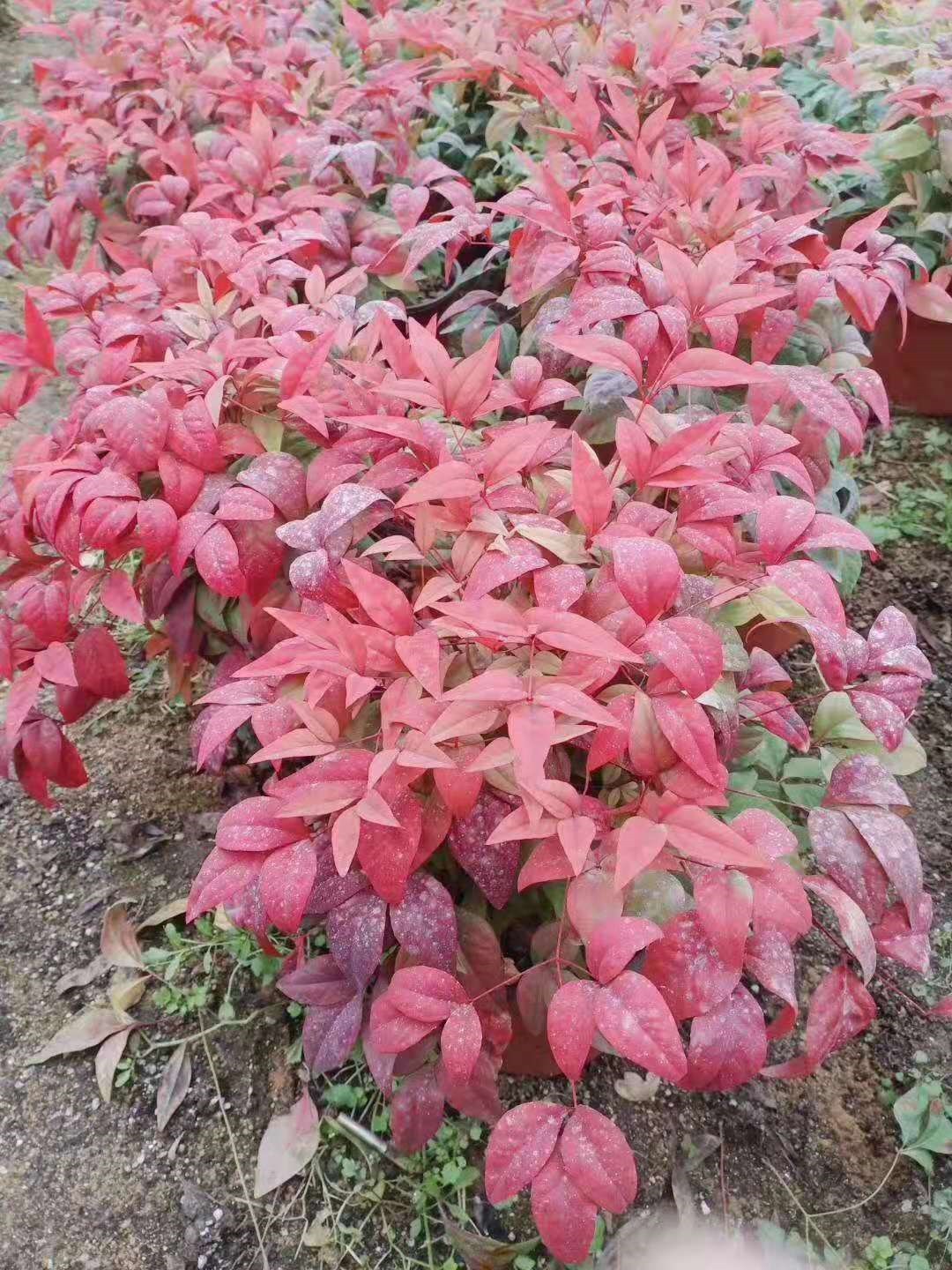 ‘星空·综合体育’河南五方合创建筑设计有限公司成功举办“建筑产业现代化相关话题闭门座谈会”(图1) 星空·综合体育