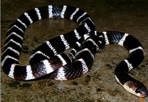 星空·综合体育_纽约人或用弗兰克交换首轮签(图1) 星空综合